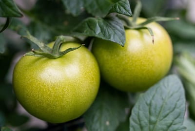 Wie plant man eine gesunde Wochenernährung?
